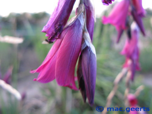 Dierama Blackbird